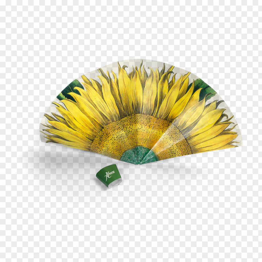 Flower Aboca Museum Paper Common Sunflower Fan PNG