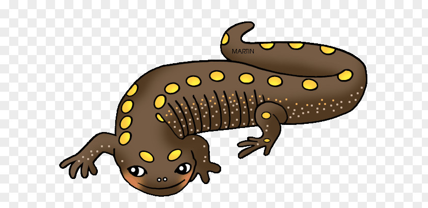Free Cliparts Amphibians Salamander Newt Frog Clip Art PNG