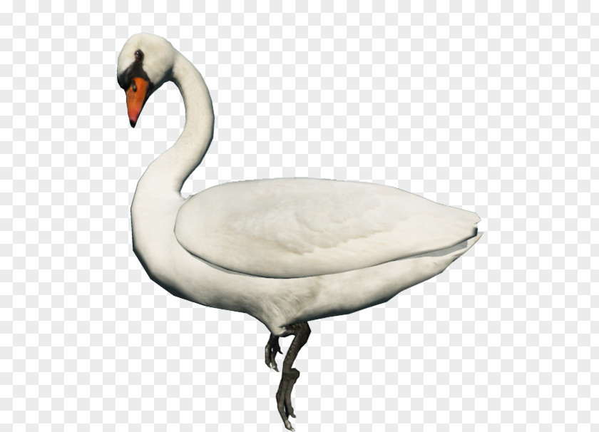 Goose Cygnini Domestic Duck Animal PNG