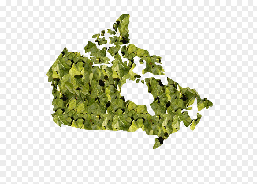 Leaf Creative Map Of Canada United States Vector PNG