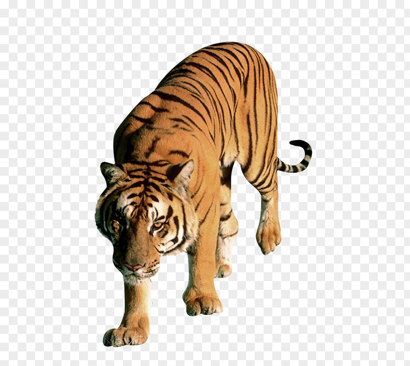 Tiger Lion Leopard Bengal Cat Dog PNG