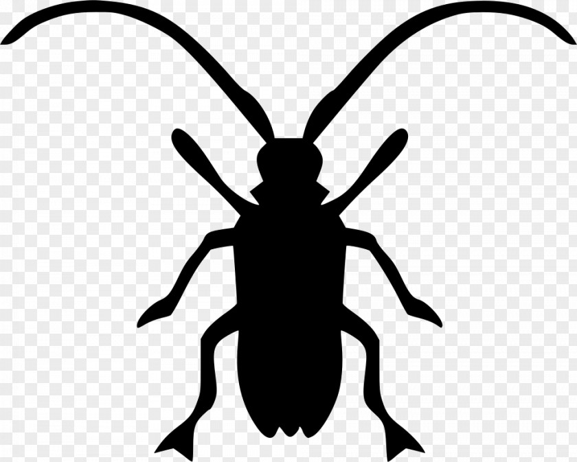 Beetle Asian Long-horned Longhorn Clip Art PNG