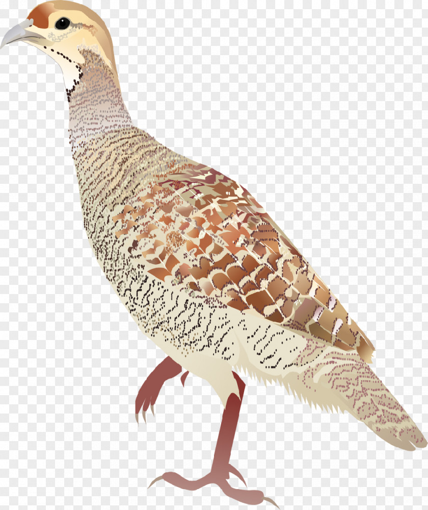 Bird Grey Francolin Black Painted Partridge PNG