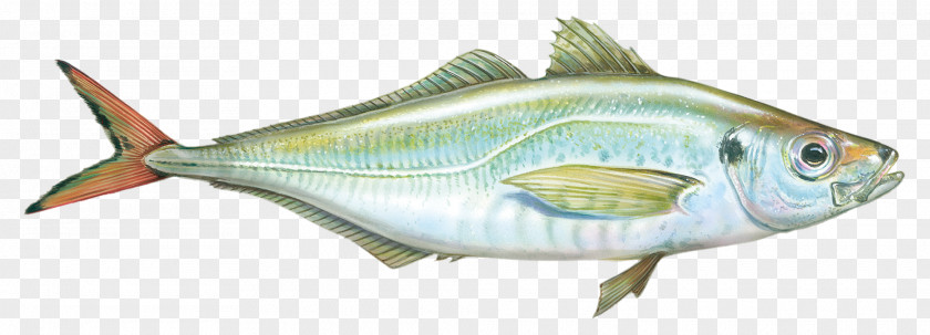 Fish True Tunas Sardine Products Bony Fishes Perch PNG