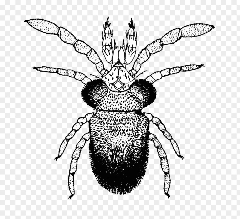 Honey Bee Tetranychus Urticae Acari Acarologia Mite PNG