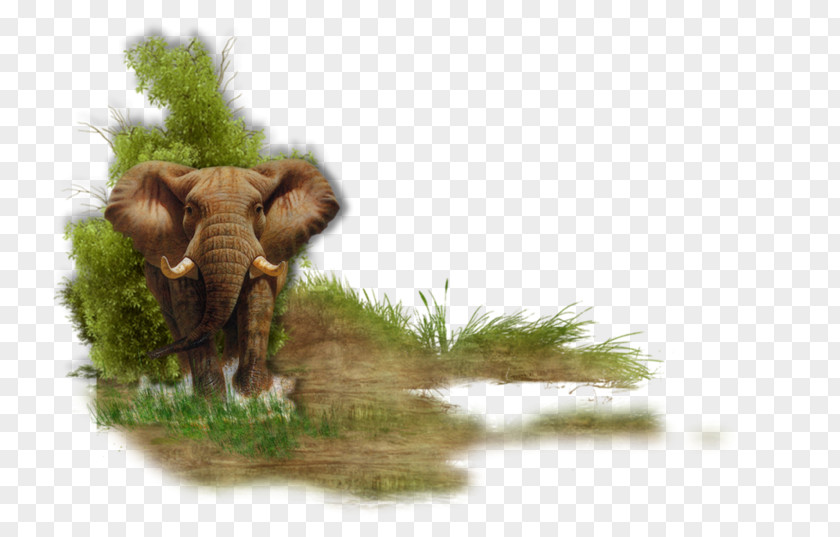 India Indian Elephant African Wildlife Elephantidae PNG