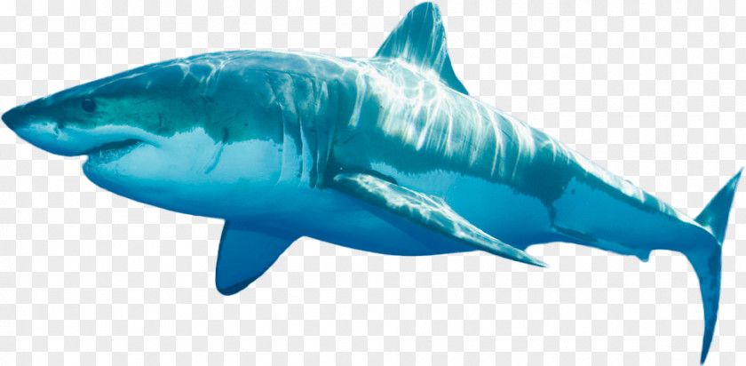 Shark Head Tiger Great White Fin Soup Finning PNG