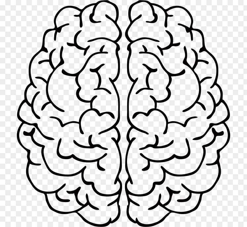 Brain Line Art Drawing PNG