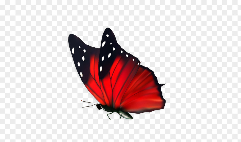 Creative Butterfly Flower Cdr PNG