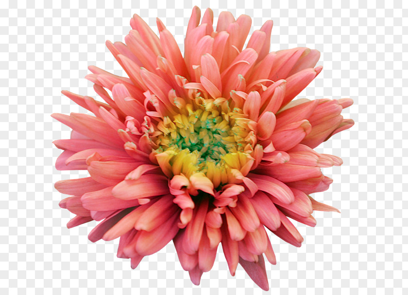 Flower Dahlia Clip Art PNG