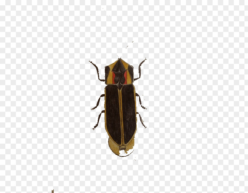Hand-painted Cockroaches Cockroach Insect Blattodea PNG