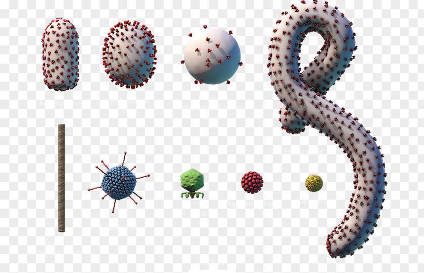 Polyhedrosis Virus Ebola Disease Microorganism Bacteria EBOV PNG