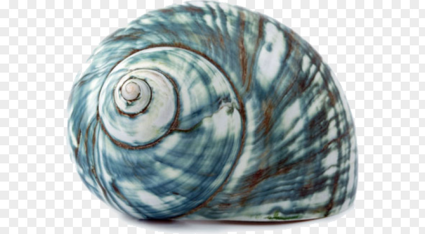 Seashell Sea Snail Gastropod Shell PNG