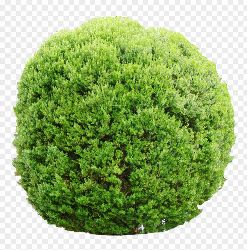 Tree Shrub Vegetation Garden Lawn PNG