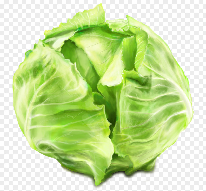 Cabbage Leaf Vegetable Savoy Collard Greens PNG