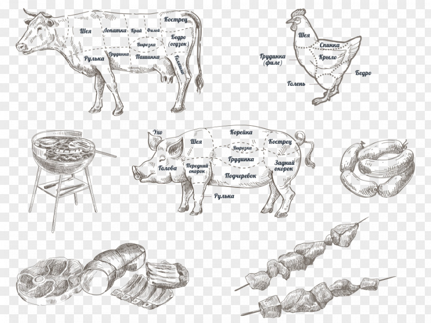 Cooked Meat Coloring Pages Sketch Clothing Accessories Car Mammal Product Design PNG