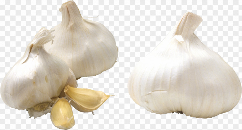 Garlic Gachas Clip Art PNG