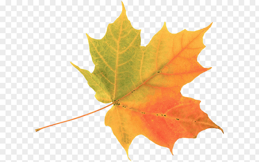 Gold Leaf Autumn Color Maple Clip Art PNG
