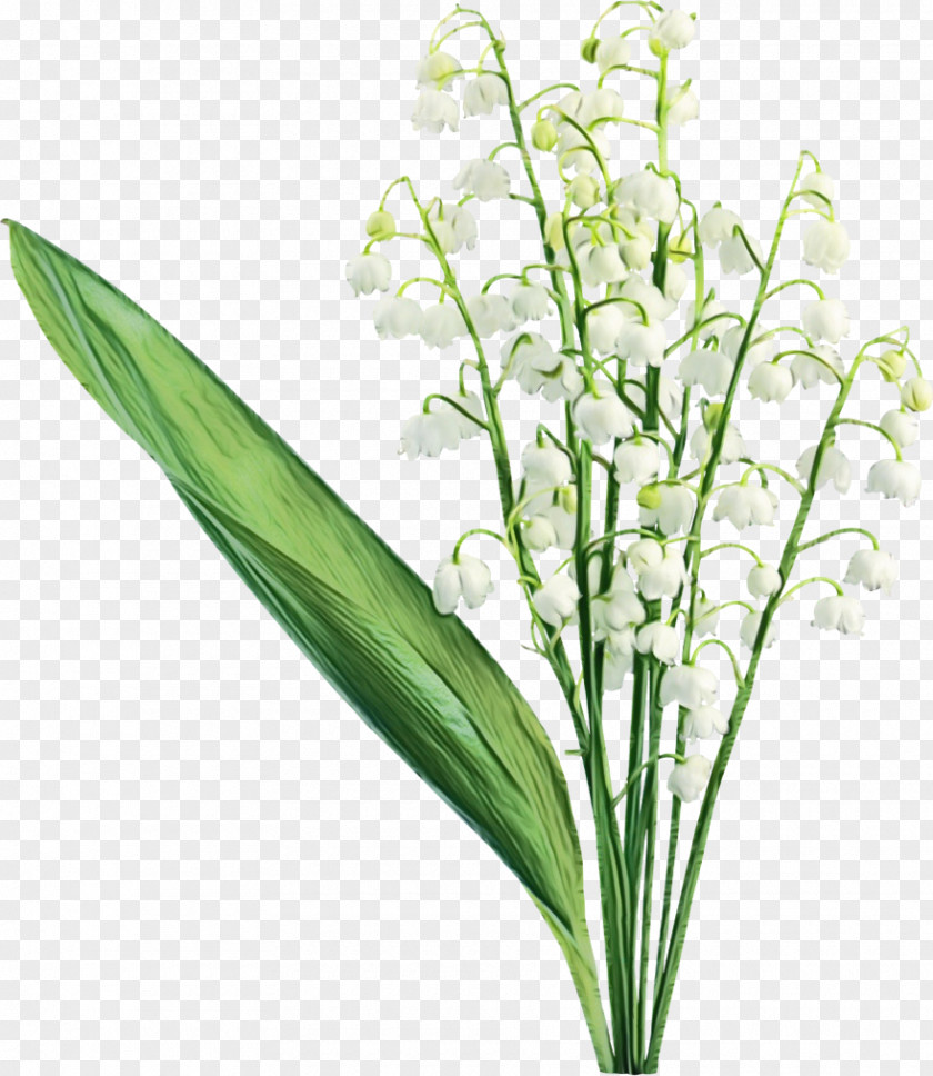 Grass Plant Rose PNG