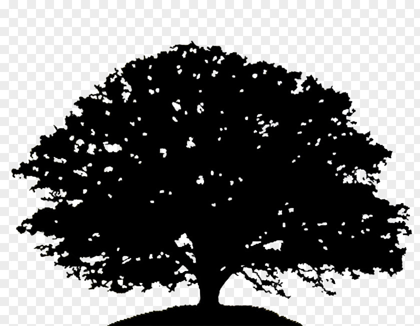 Oak Tree Silhouette Drawing Clip Art PNG