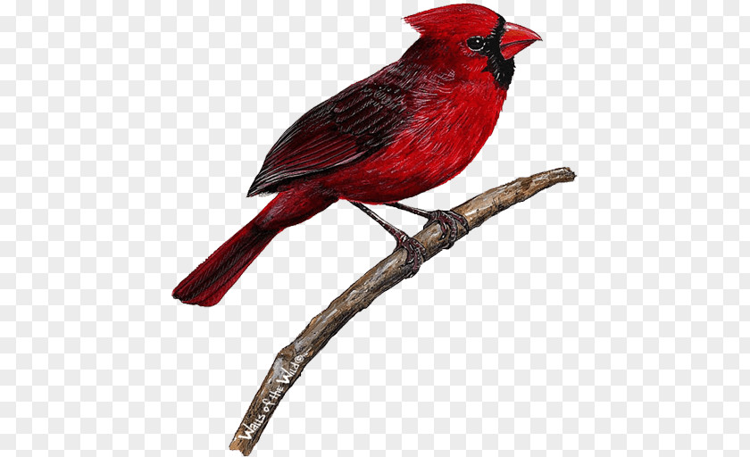 Bird Wall Decal Northern Cardinal PNG