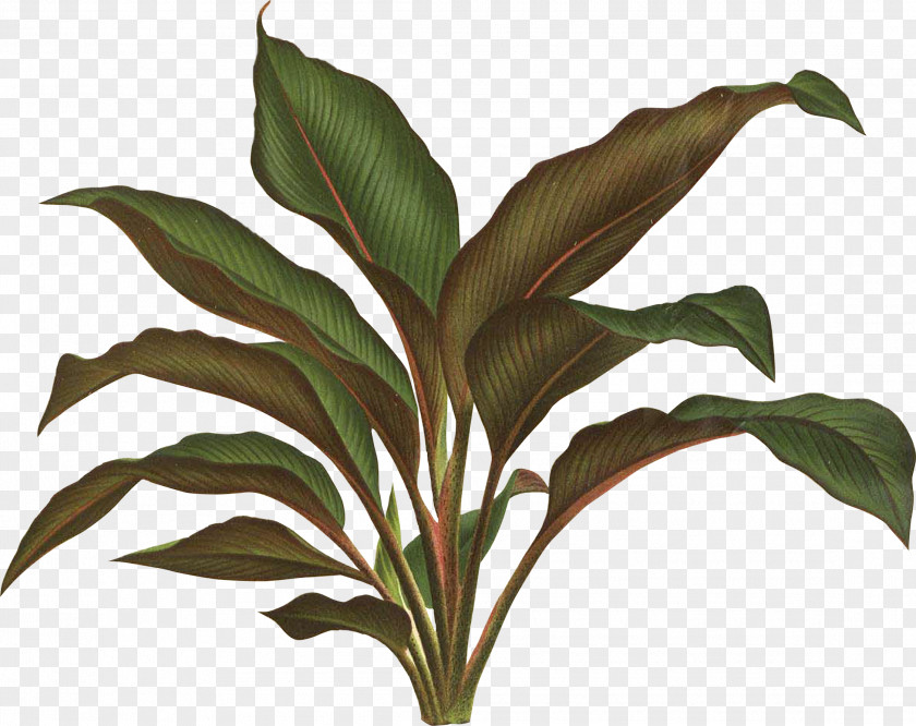 Tropical Leaf Botanical Illustration Botany Plant Drawing PNG