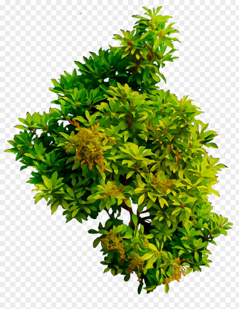 AReflectionOf, Inc. Tree Flowerpot Shrub Persimmon PNG
