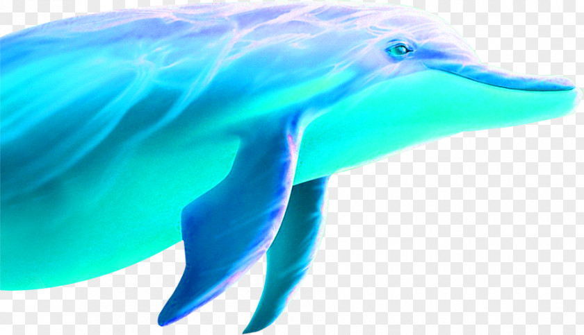 Blue Hand-painted Dolphin Decoration Pattern Common Bottlenose Tucuxi Wholphin Short-beaked PNG