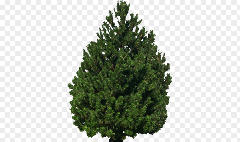 Christmas Tree Spruce Fir Pine Cupressaceae Evergreen PNG