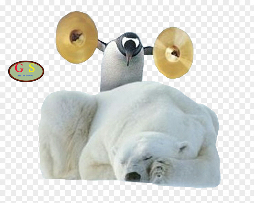 Polar Bear American Black Winnie-the-Pooh Penguin PNG