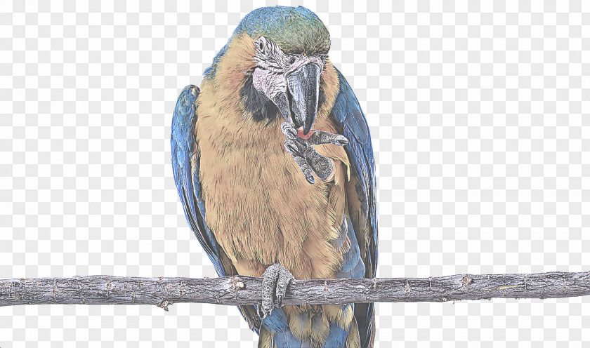 Roller Songbird Bird Beak Eastern Bluebird Perching PNG