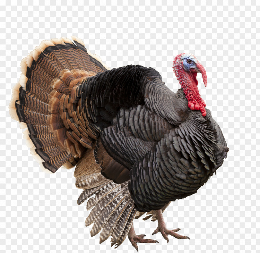 Thanksgiving Wild Turkey Meat Pilgrim PNG