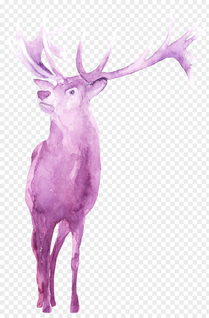 White Deer Reindeer Antler Character Fiction PNG