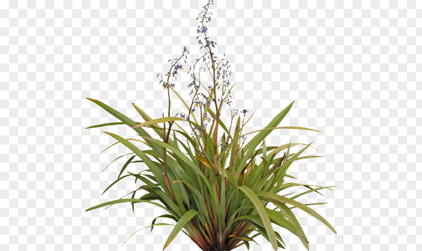 Yl Seedlings Tasmanian Flax-lily Flower Plants Shrub Grow Light PNG