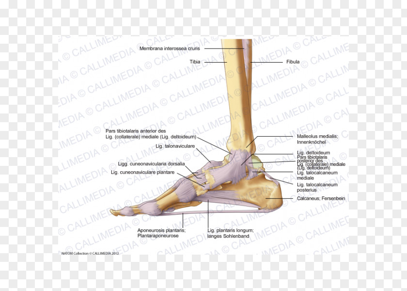 Bander Finger Foot Deltoid Ligament Anatomy PNG