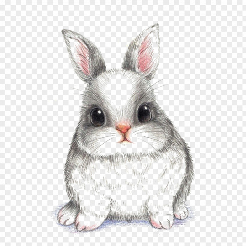 Bunny Drawing Sketch European Rabbit Image Hare PNG