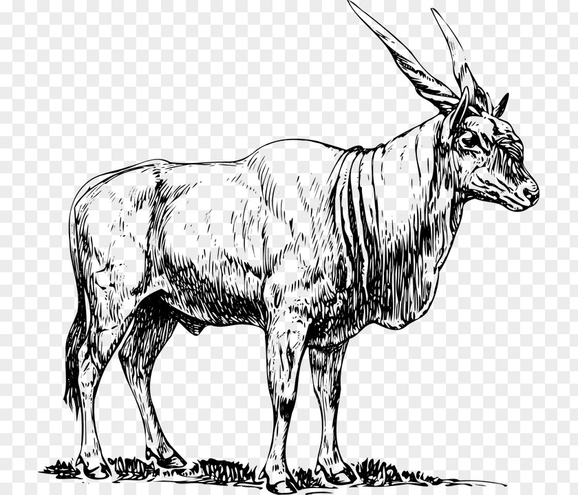 Common Eland Antelope Clip Art PNG