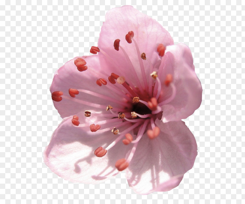 Flower Almond Blossoms Delaware Petal PNG