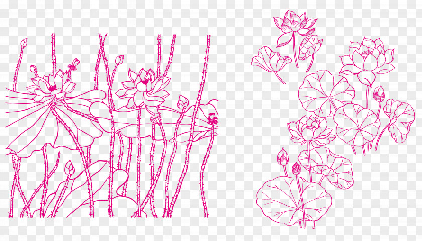Fresh Pink Lotus Line Drawing Nelumbo Nucifera Art Royalty-free PNG