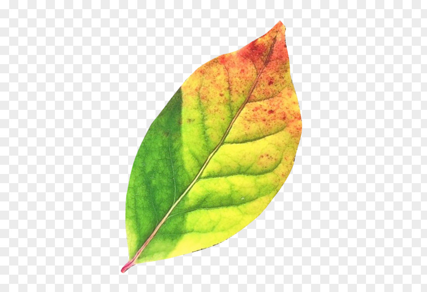 Leaf Autumn Color Desktop Wallpaper PNG