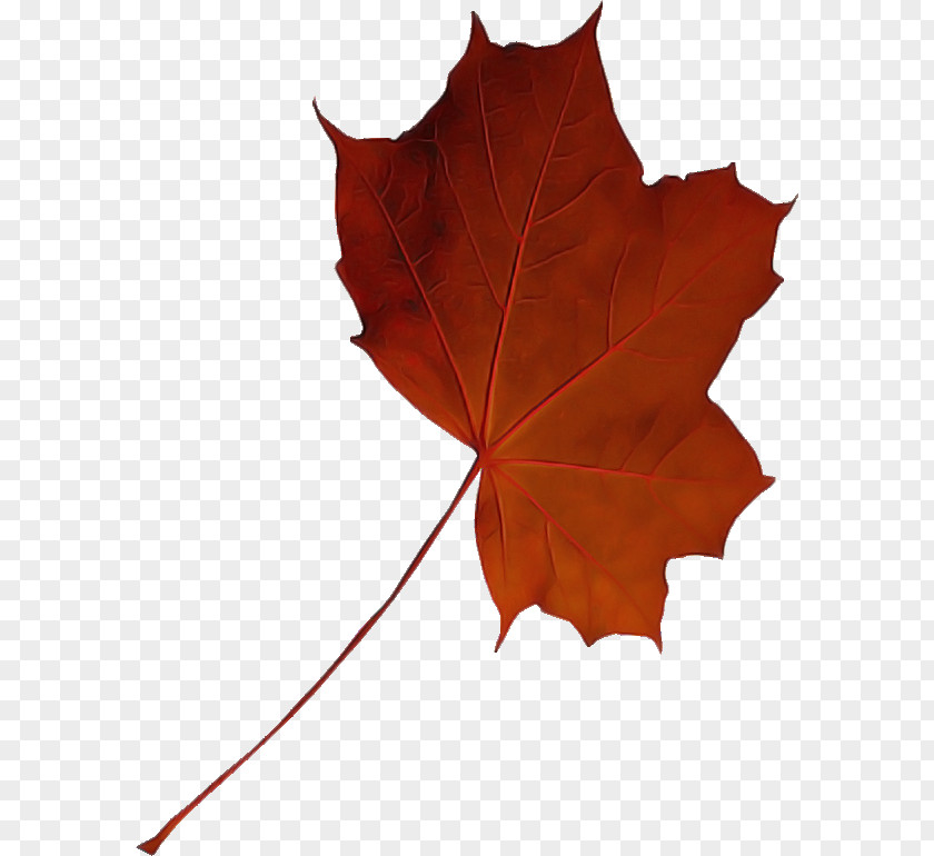 Maple Leaf PNG