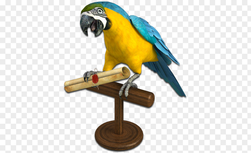 Pirate Parrot Piracy Clip Art PNG
