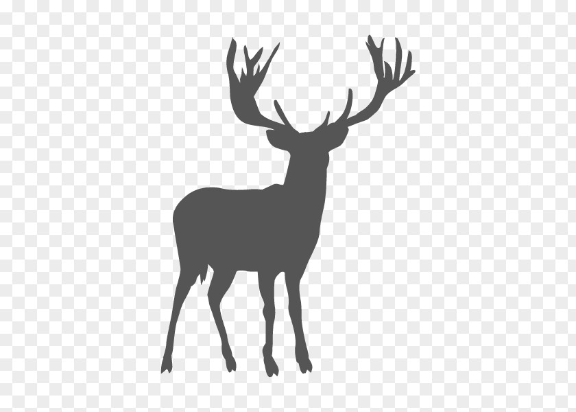 Reindeer White-tailed Deer Elk Antler PNG