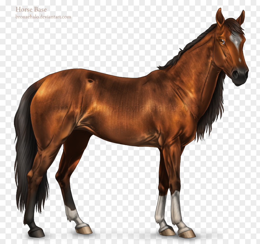 Transparent Shading Mustang American Quarter Horse Arabian Stallion Paint PNG