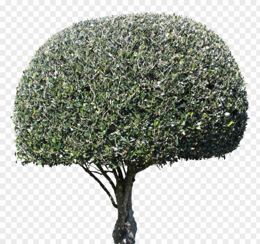 Tree Shrub Evergreen PNG