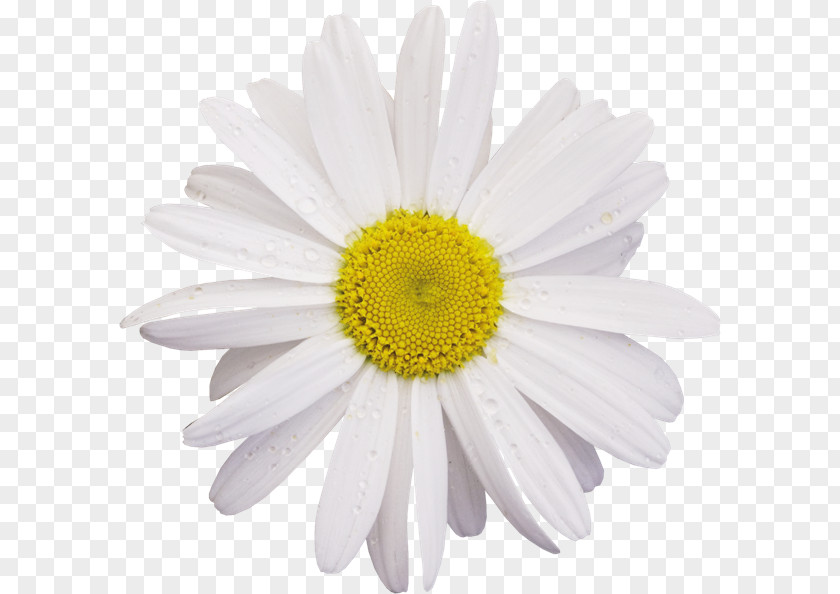 Chamomile Flower Common Daisy Clip Art PNG