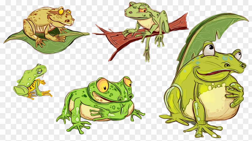 Toad True Frog Reptiles Tree Frogs PNG