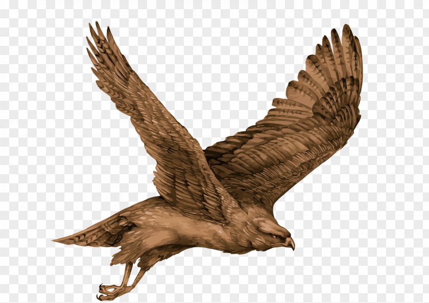 Vector Eagle Bird Hawk PNG