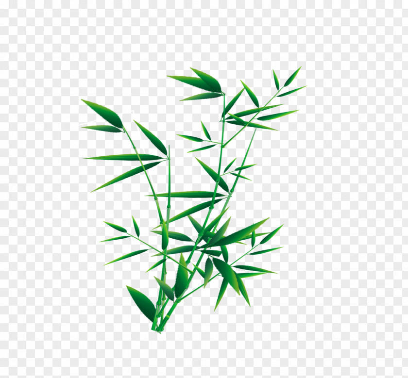 Vibrant Bamboo Plant PNG