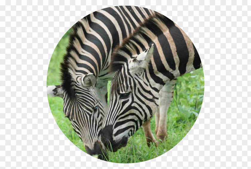 African Fashion Quagga Fauna Grassland Zebra Wildlife PNG